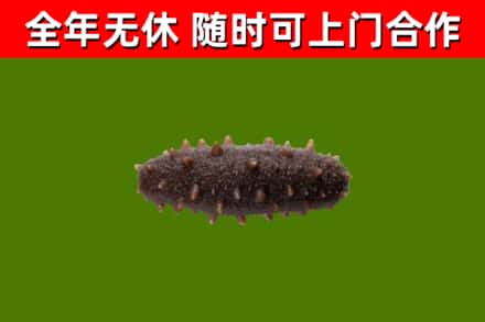 台州回收海参干